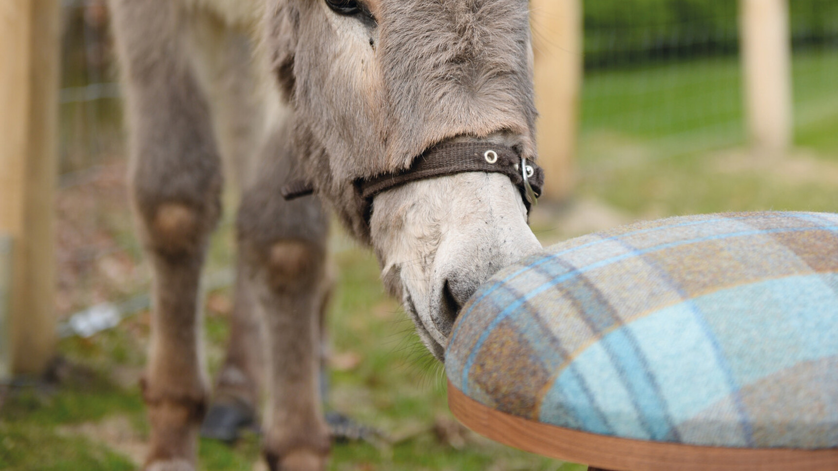 Buzzi Space BuzziMilk Stool With Wood Finish And Donkey Detail Image