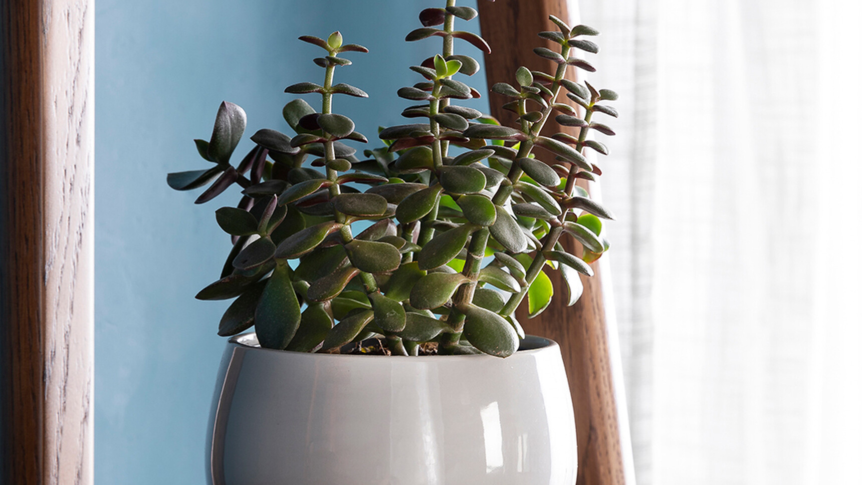 William Hands Embrace Home Office Desk Detail Image Of Plant On Shelf