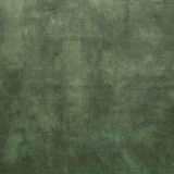 Conifer