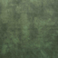 Conifer