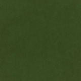 Conifer