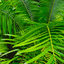 Jungle