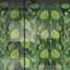 Germinate